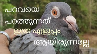 #higfly pigeon tips#-പറവയെ ഇനി നിങ്ങൾക്കും സിമ്പിൾ ആയി പറത്താം.