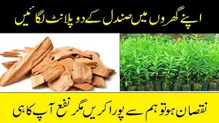 How To Grow Sandal || SandalWood Farming || expensive sandalwood farming in pakistan