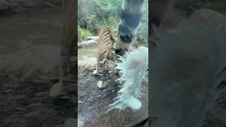 What Does Tiger Pee Actually Smell Like? #naturedocumentary #animaldocumentary #wildlife #animals