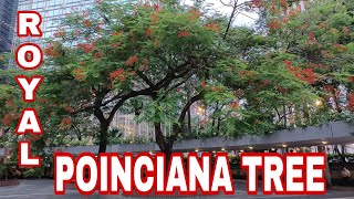 Royal Poinciana Tree| Presly Channel