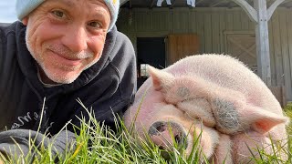 Rescued Pigs Living Their Best Lives at Arthur’s Acres Animal Sanctuary