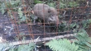 イノシシ　猪　有害駆除　囲い罠　捕獲　2013 09 23　鹿用 (Japanese Wild Boar)