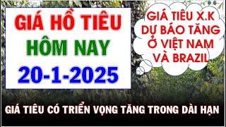 Giá hồ tiêu hôm nay ngày 20/1/2025|Giá tiêu có triển vọng tăng trong dài hạn