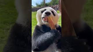 Lovely panda eating bamboo shoots | Powerful Relaxation