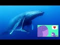 鲸鱼之歌 the whale song chinese children s song with phonetics and english translation