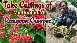 How to take Cuttings of Madhumalati or Rangoon Creeper easily. Nursery method you might haven't seen