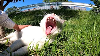 猫動画 ♪にゃ～ごろごろ～ブヒブヒ 可愛い茶白猫♪ 感動