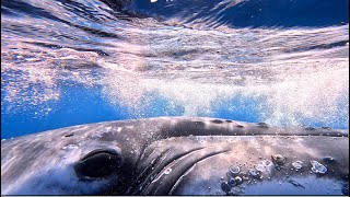 🐋 Once-in-a-Lifetime Close Encounter With a Curious Humpback Whale | Above & Underwater Footage