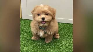 Astran - Shihpoo Puppy for Sale in Dallas, Texas