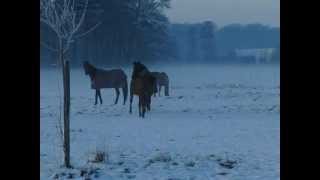 Winterfreude