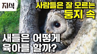 부모 새들이 육아하는 방법│자연에 둘러싸인 사찰의 생태계 속 새들의 육아 관찰 #과학 #EBS지식