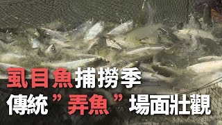 今旬のサバヒー、伝統漁法「弄魚」が圧巻