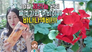 10월 제라늄 물주기와 가을 추비, 천연비료 바나나액비 주기 Raising Geranium in Autumn