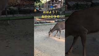 おはよう、どんぐりを食べる鹿。　#shorts    #奈良公園   #奈良の鹿   #deer