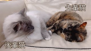 先輩猫と後輩猫が急接近・・・このあと予想外なことが起きました・・。【保護猫ラグドール】