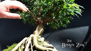 Pruning My Root Over Temple Ficus benjamina, The Bonsai Zone, March 2024