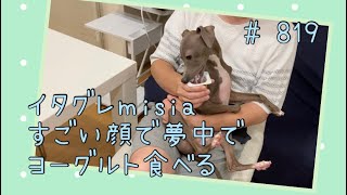 真剣な顔でヨーグルトを食べるイタグレｍｉｓｉａ(ミーシャ)【生後833日】【うちの子766日目】【イタリアングレーハウンド】【パピーズママ出身】【2021.5.17生まれ】2023.8.27撮影