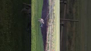 What what this puppy does when she discovers sprinklers!