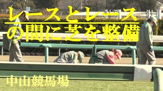 レースとレースの間に芝を整備　中山競馬場　2025.1.18