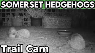 Somerset Hedgehogs - Stretch