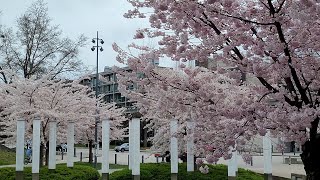 Vancouver Cherry blossoms | Spring 2022 in UBC Campus Van BC Canada