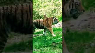 Dangerous lion | Angry lion | Hungry lion | #shorts #lion #shortsfeed #tiger #animals
