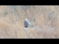 wild boars gazelles u0026 porcupines in eastern galilee חזירי בר צבאים ודרבנים בגליל המזרחי