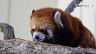 真冬の釧路市動物園 2013~The Kushiroshi Zoo in Winter