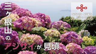 三ヶ根山のアジサイが見頃