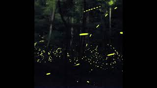 Great Smoky Mountains National Park: Fireflies in synchrony