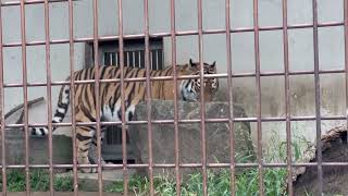 9/27 茶臼山動物園 アムールトラ 新くん♡