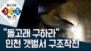 [333 뉴스] “돌고래 구하라” 인천 갯벌서 구조작전 | 뉴스A LIVE