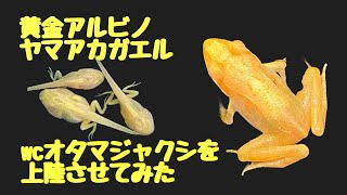 WC黄金アルビノヤマアカガエルのオタマジャクシを上陸させてみた