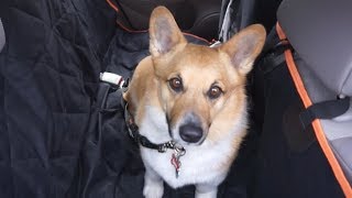 iBuddy dog car/vehicle Seat Cover and iBuddy pet seat belt review!