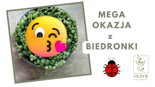 💚SUPER okazja z Biedronki 🐞Nowa roślina 🌱 Przesadzanie i aktualizacja poprzedniej zdobyczy z Dino 😉💚