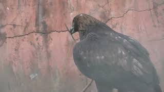 【日本の動物】ニホンイヌワシ  天王寺動物園 Japanese golden eagle / Animal of Japan