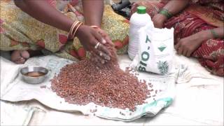 Gulbarga_Seed treatment of Tur