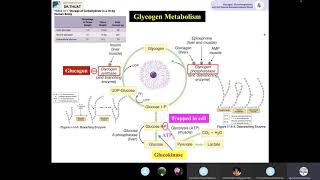 4 Glycogen, tân tạo đường và HMS