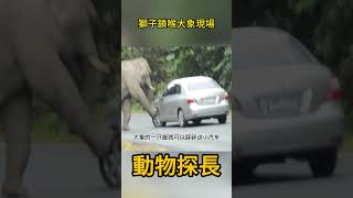 獅子鎖喉大象現場！結局出人意料 #動物世界 #獅子#大象