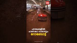 ചാണകം വാരാൻ  ലെലി