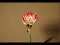 Amaryllis Blooming - Time-lapse