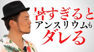 【アンスリウム先生】Vol.44 暑さ・水不足による株のダレ アンスリウム アンスリューム 手入れ 管理