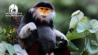 Before the Silence |  Saving Laos’ Vanishing Wildlife