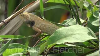 Common Garden Lizard (Calotes versicolor), Malaysia. 20170501_093214.m2ts