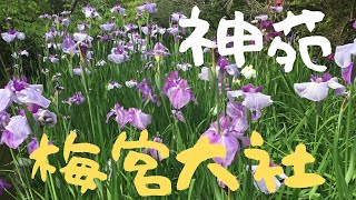 Japanese irises are Flowering at beautiful riverside 【梅宮大社 Umenomiya Shrine神苑】JapaneseGardens猫のいる神社