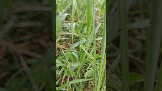 grasshopper #shortvideo #funny