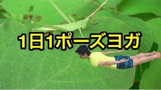 1日1ポーズヨガ　やさしいバッタのポーズ