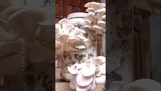 How to Grow Mushrooms at Home #plants #shorts #farming