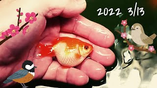 【MINI POND GOLDFISH】 [Overwintering] [Everyone looks fine 😃] [Ping Pong Pearl]