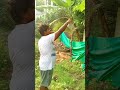 మా పెరటి అరటి గెల్లలు 😋🏡 organicfarming harvest organic gardening